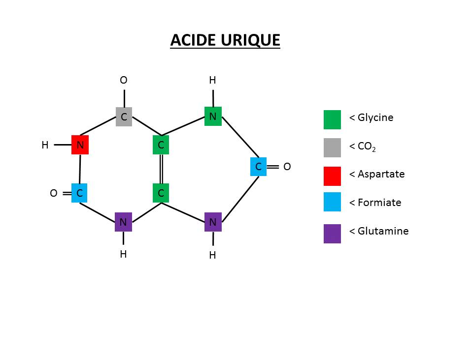 synthèse acide nucléique